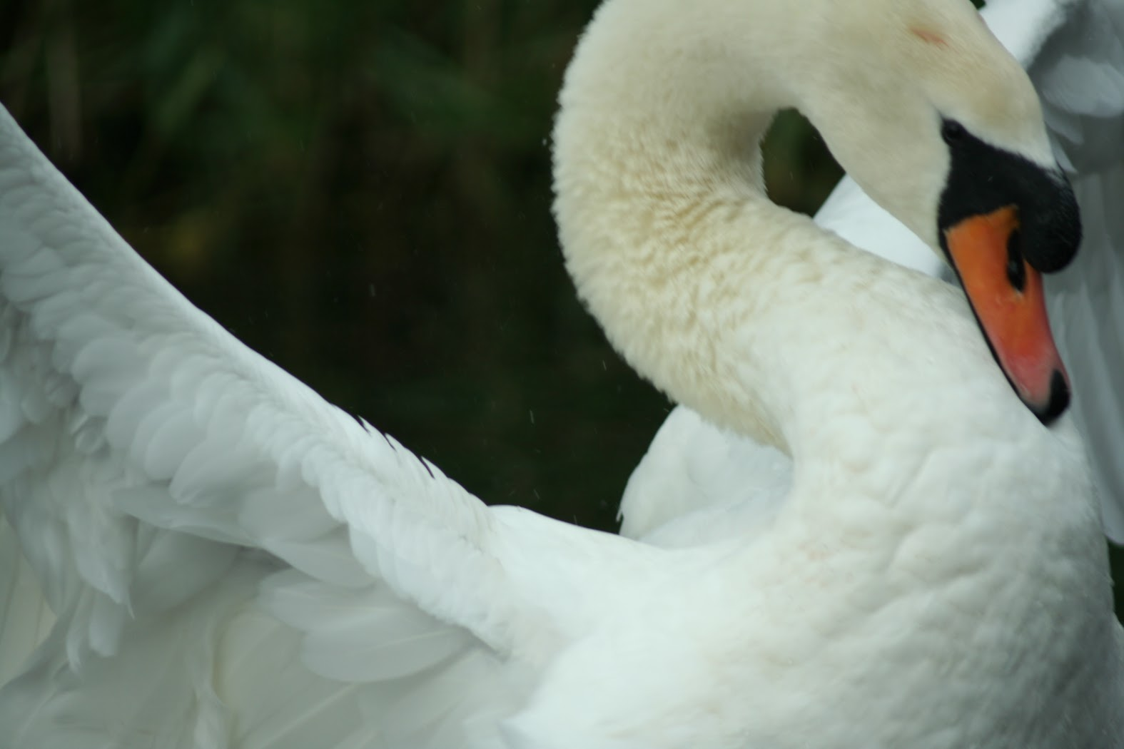 Beautiful swan on the River Great Ouse